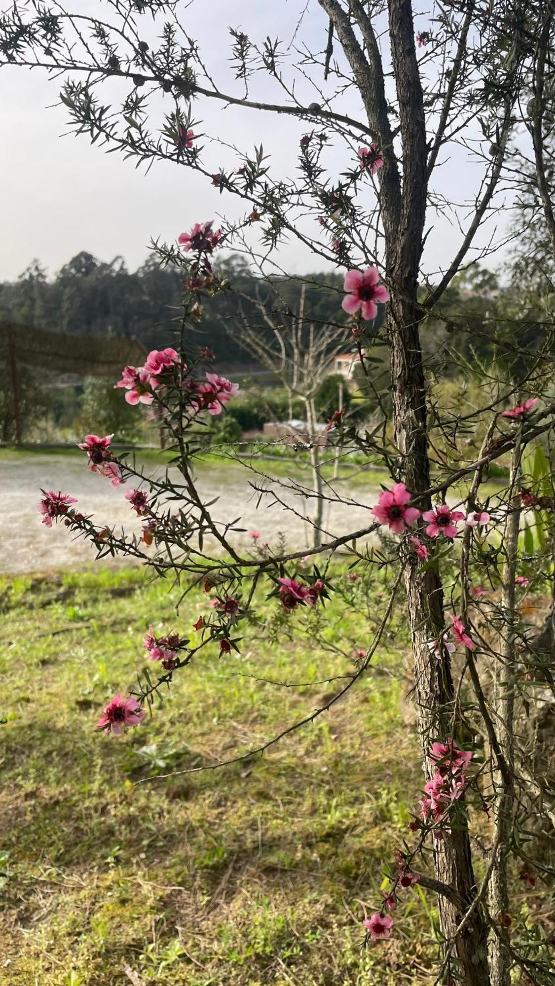 Quinta de VillaSete Alpendurada Esterno foto