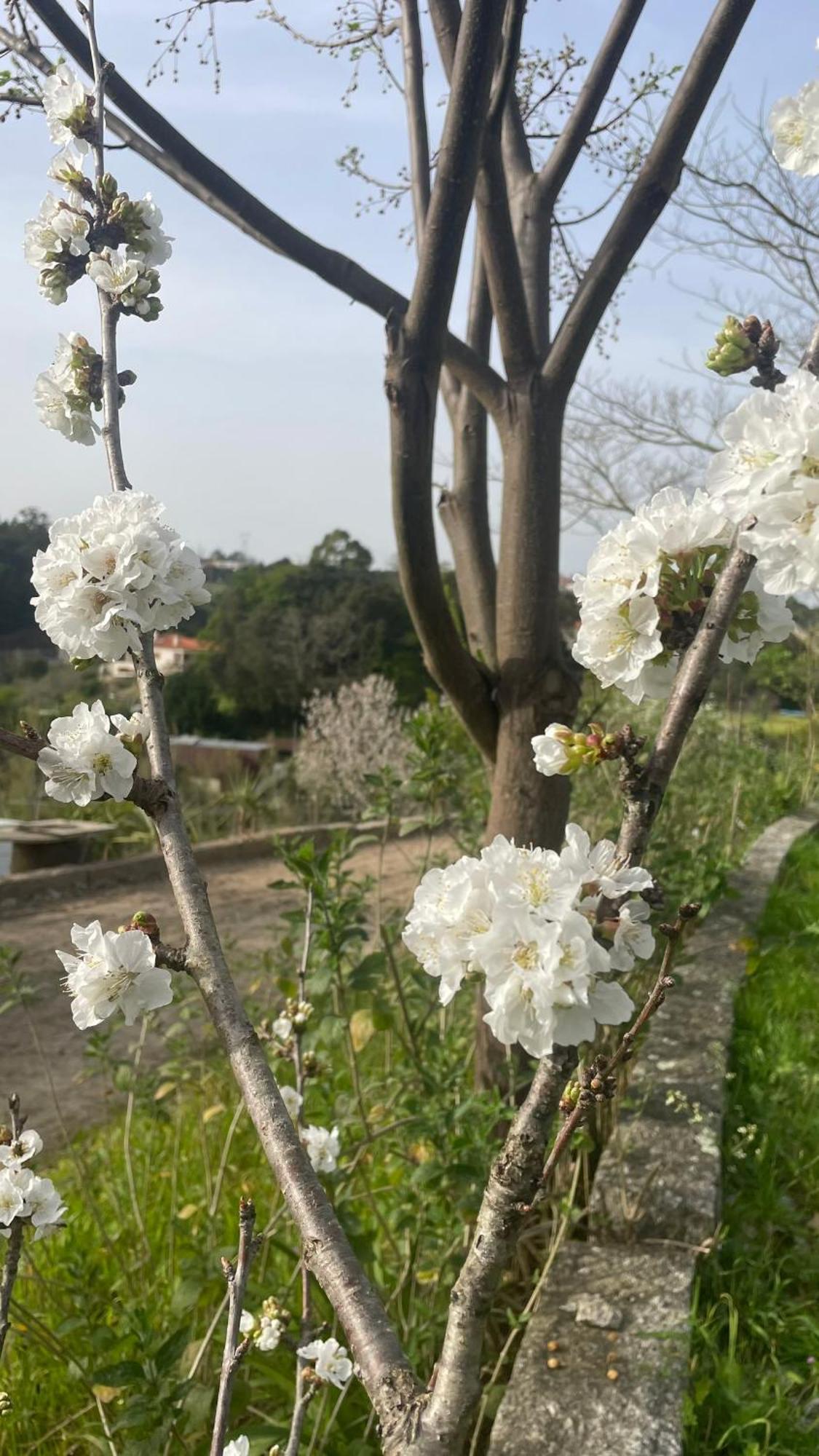 Quinta de VillaSete Alpendurada Esterno foto