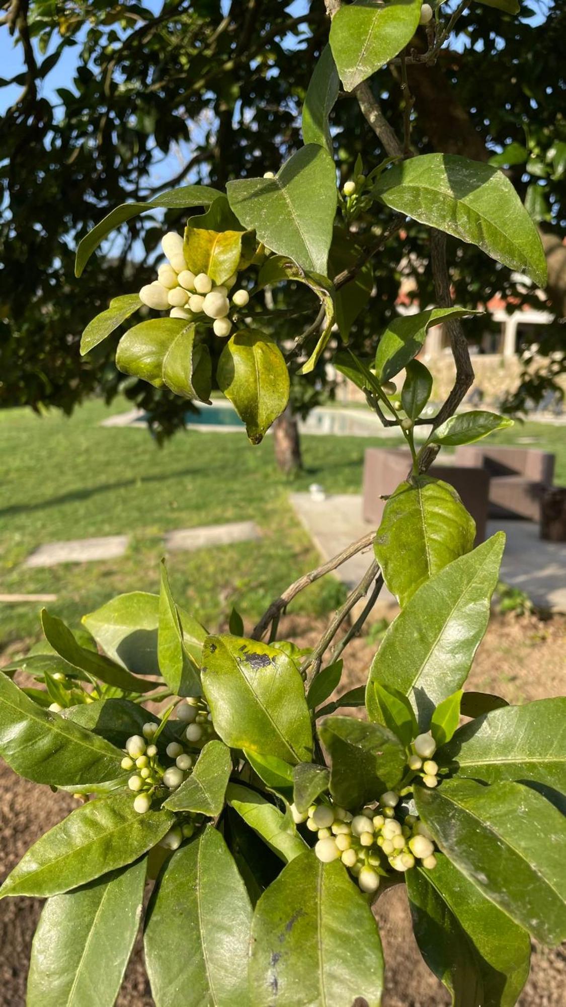 Quinta de VillaSete Alpendurada Esterno foto