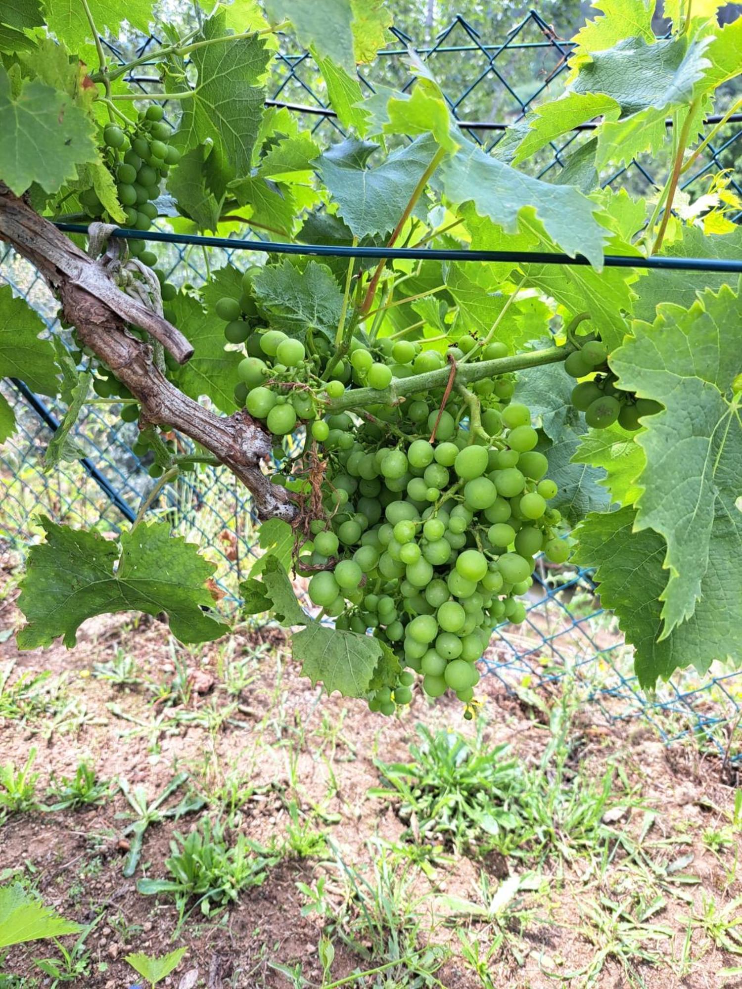 Quinta de VillaSete Alpendurada Esterno foto