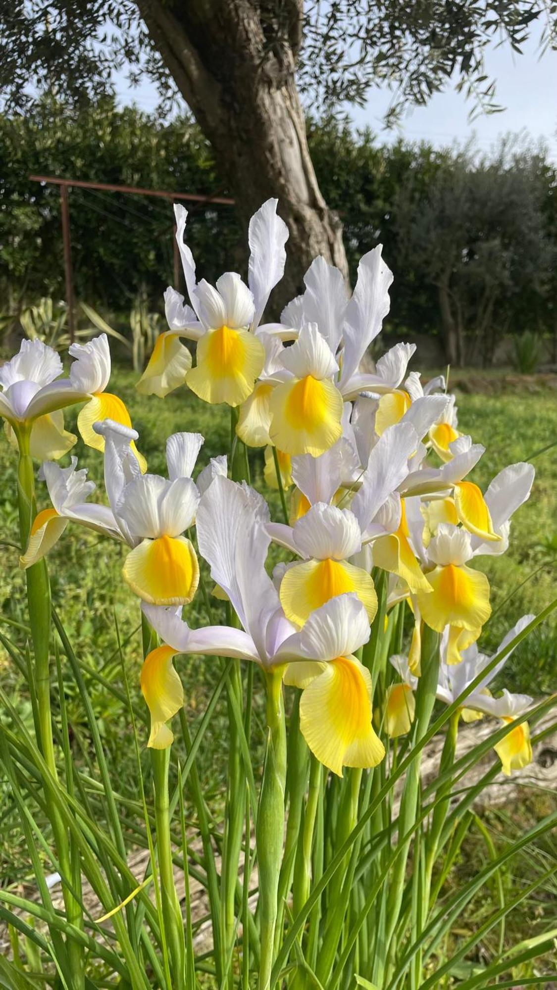 Quinta de VillaSete Alpendurada Esterno foto