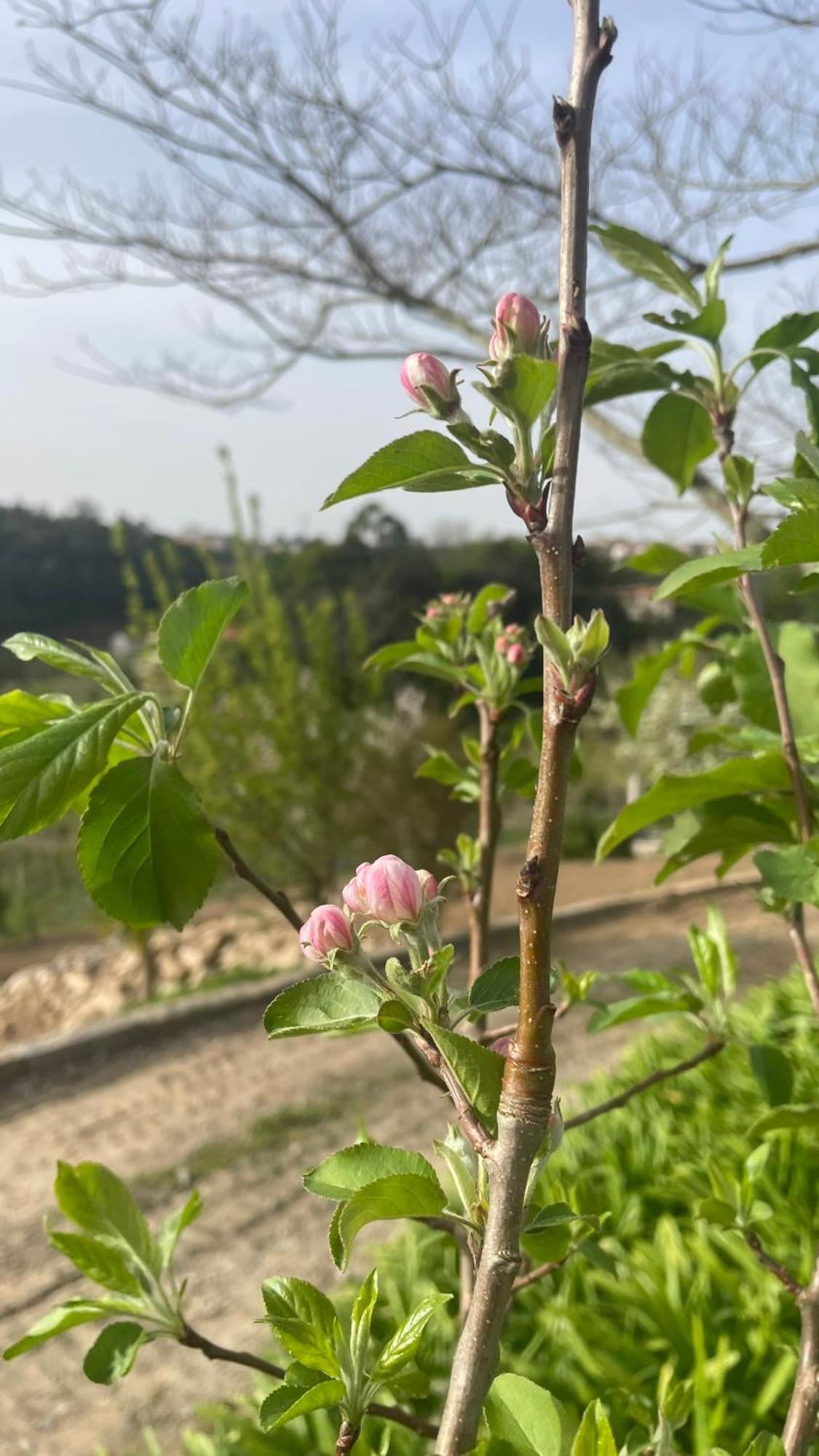 Quinta de VillaSete Alpendurada Esterno foto
